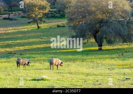 pigs in glassland at sunset, Extremadura, Spain Stock Photo