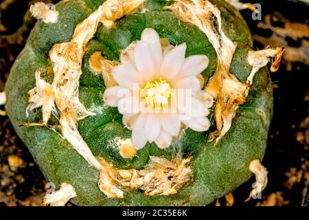 peyote, ritual cactus with flower Stock Photo - Alamy