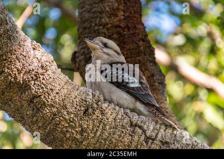 Australian Laughing Kookaburra in a Banksia Tree at Koala Shores, Lemon Tree Passage in Port Stephens, NSW, Australia. Stock Photo