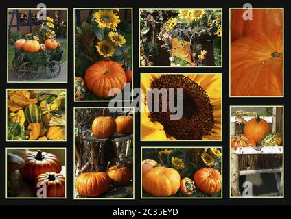 Pumpkins on wooden carcass collage Stock Photo