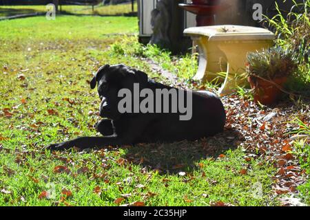 Labrador x American Bulldog laying on grass Stock Photo