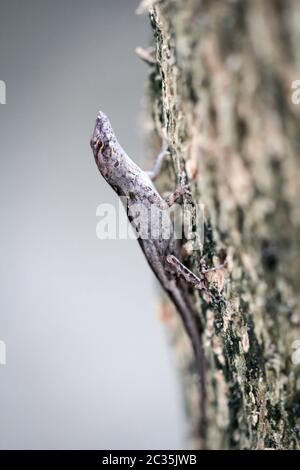 a lizard or anole sunbathes on a tree trunk Stock Photo
