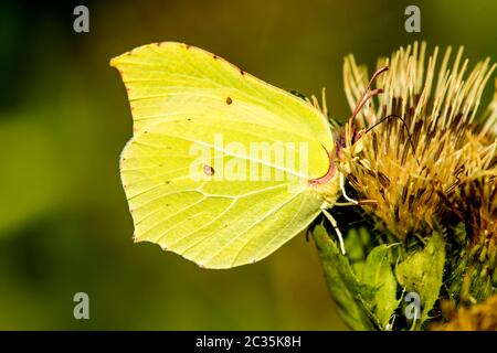 brimstone butterfly on a flower of a cabbage thistle Stock Photo