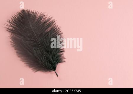 Beautiful black feather on pinc background. Top views with clear space Stock Photo
