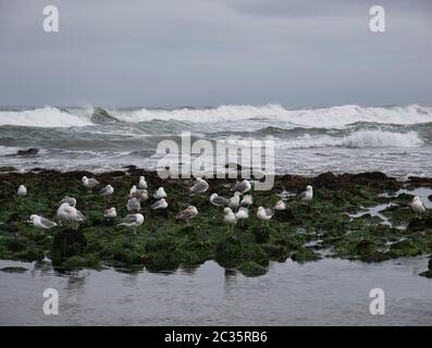 Several seagulls on the sea grass with raging waves in the background Stock Photo