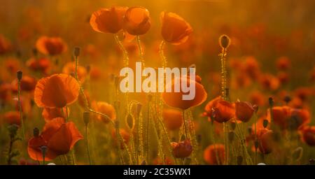 Poppy meadow in the light of the setting sun Stock Photo