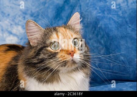 Die Sibirische Katze, auch Sibirer oder Sibirskaja Koschka genannt, ist eine halblanghaarige Katzenrasse, die ohne menschlichen Einfluss entstanden is Stock Photo