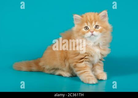 Studio photography of highland straight cat on colored backgrounds Stock Photo