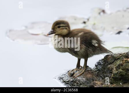 A cute Mandarin Duckling, Aix galericulata, standing on the side of a pond. Stock Photo