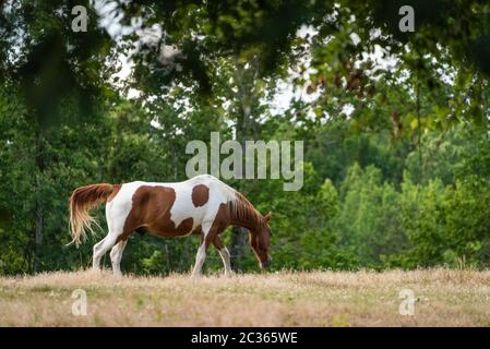 Beautiful brown and white pinto horse grazing in a field. (USA) Stock Photo