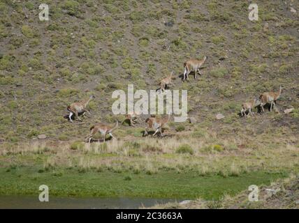 Herd of guanacos Lama guanicoe. Torres del Paine National Park. Ultima Esperanza Province. Magallanes and Chilean Antarctic Region. Chile. Stock Photo