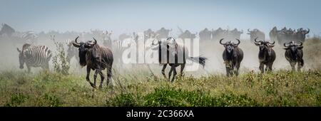Panorama of blue wildebeest galloping past zebra Stock Photo