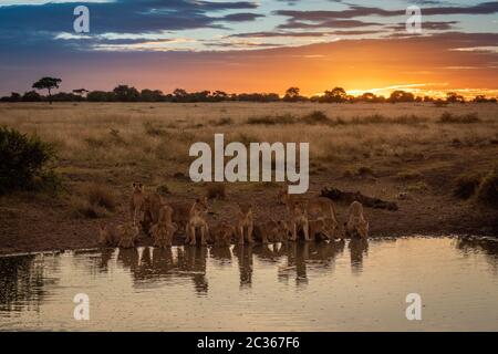 Pride of lions lie drinking from pond Stock Photo
