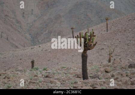 Cactus Browningia candelaris in the Arica y Parinacota Region. Chile. Stock Photo