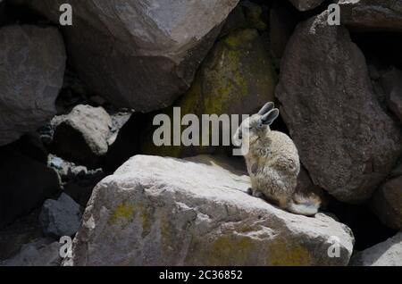 Southern viscacha Lagidium viscacia on a rock. Las Cuevas. Lauca National Park. Arica y Parinacota Region. Chile. Stock Photo