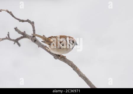 Tree Sparrow  'Passer montanus' Stock Photo