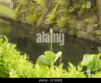 Hasuike Stall of Koishikawa Korakuen Park in Tokyo filled with sacred lotus whose buds are about to Stock Photo