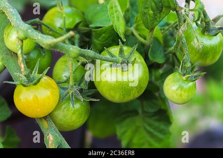 Young unripened tomatoes growing on a vine. Stock Photo