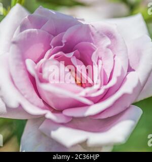 Rose 'Charles de Gaulle' (Rose Charles De Gaulle) is an excellent representative of tea-hybrid roses. The buds are dark lavender, goblet, pointed. Stock Photo