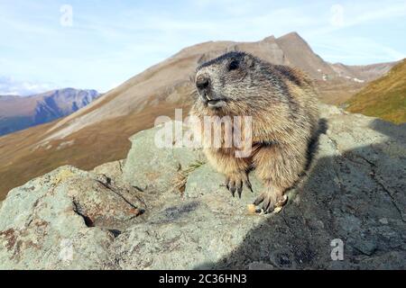 A marmot on a rock in the mountains of Austria Stock Photo