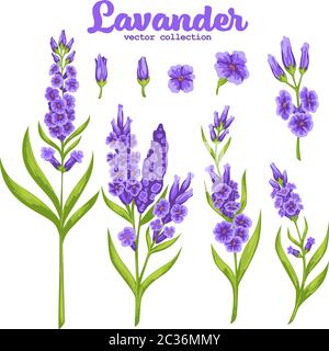 Blooming plant on stem with flourishing and foliage. Isolated icon of lavender flower, set of elements. Aromatic herb used in cosmetics or spa Stock Vector