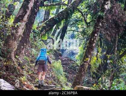 Hike in Nepal jungle Stock Photo