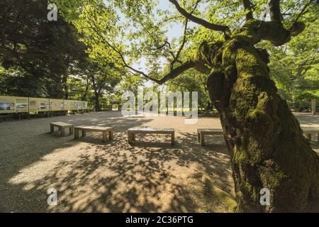 Old cherry tree with large trunk full of green moss surrounded the benches of the entrance place of Stock Photo