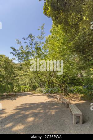 Cherry tree with large trunk full of moss surrounded benches and hydrangeas of Rikugien Park at Toky Stock Photo