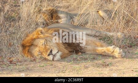 Two males lions sleeping after feeding on a kill in the the Kruger National Park in South Africa. Stock Photo