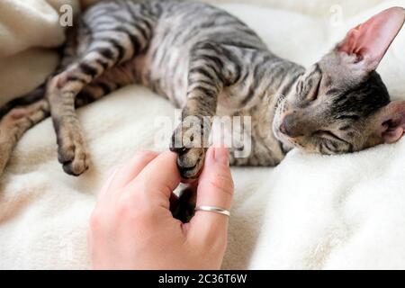 Touch the cat by the paw. Soft black pads. Cornish Rex pet, tabby. Stock Photo
