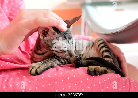 A hand strokes a kitten sitting on his lap. Sleepy pet. Stock Photo