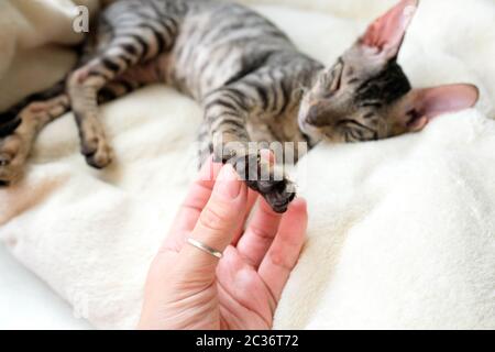Consider the cat's paw. Soft black pads. Cornish Rex pet, tabby. Stock Photo