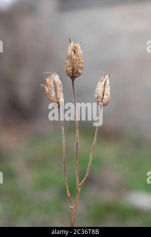 Dry Aquilegia. Catchment seeds. Thin grass, blurred background. Stock Photo