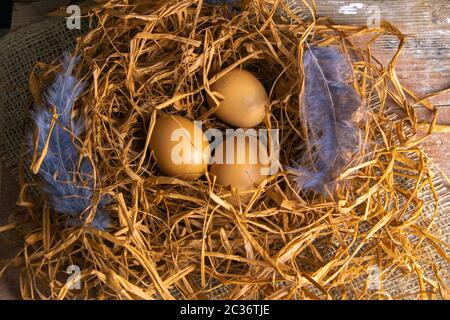 Eggs stand in a nest of dry grass beside blue feathers. Top views Stock Photo