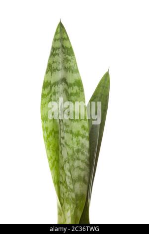 Viper's bowstring hemp isolated on white background. Snake plant. Stock Photo