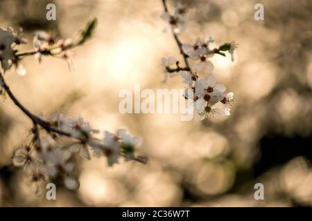 wild mirabelle blossom in springtime Stock Photo