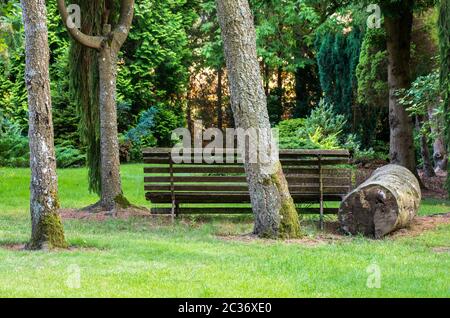 Old bench pictured among large trees in back Stock Photo