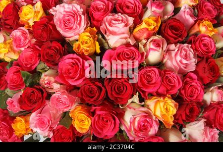 Backdrop of colorful paper roses background in a wedding reception with soft colors. Closeup image of beautiful flowers wall bac Stock Photo