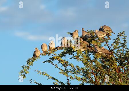 Cape turtle doves (Streptopelia capicola) perched in a tree, Kalahari, South Africa Stock Photo