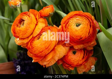 Beautiful orange herbaceous peony. Close up view of Ranunculus aka buttercup flower, exquisite, with a rose-like blossoms. Persi Stock Photo