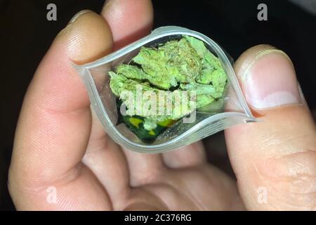 A bag of marijuana in the hands of a rastaman man. Dose of marijuana soft drug, compressed leaves and hemp inflorescences. Stock Photo