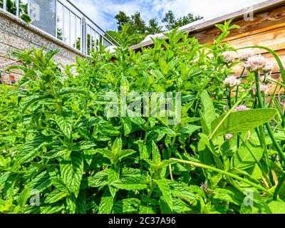 Carinthian mint ( Mentha x carinthiaca) in front of blue sky and a wooden planter Stock Photo
