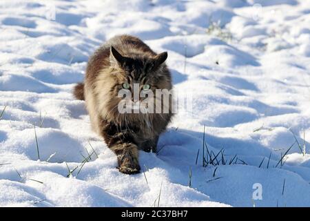 A pretty Norwegian Forest Cat walks through the snow in winter Stock Photo