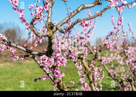 Orchard of young plum trees en pink blossoms. Stock Photo