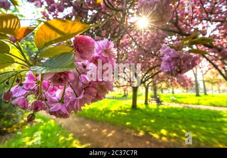 Spring in Hyde Park located in Central London Stock Photo