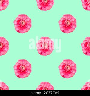 Seamless pattern light pink persian buttercup flowers Ranunculus top view Stock Photo