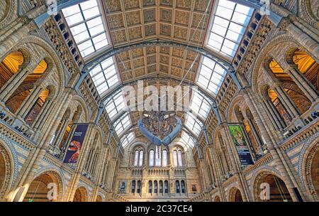 The interior of Natural History Museum and and whale skeleton in London, United Kingdom. Stock Photo