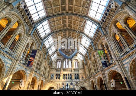 The interior of Natural History Museum and and whale skeleton in London, United Kingdom. Stock Photo