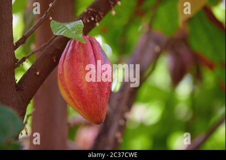 Red ready for ripe cacao pod close up view Stock Photo