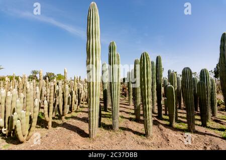 Cacti garden. Green cacti and succulents growing in botanical, tropical garden in the desert, arid climate. Cactus landscape Stock Photo